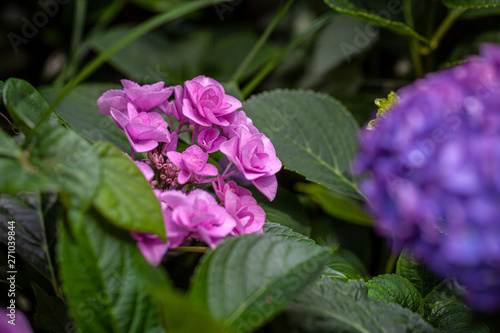 Wallpaper Mural アジサイ「フェアリーアイズ」 Torontodigital.ca