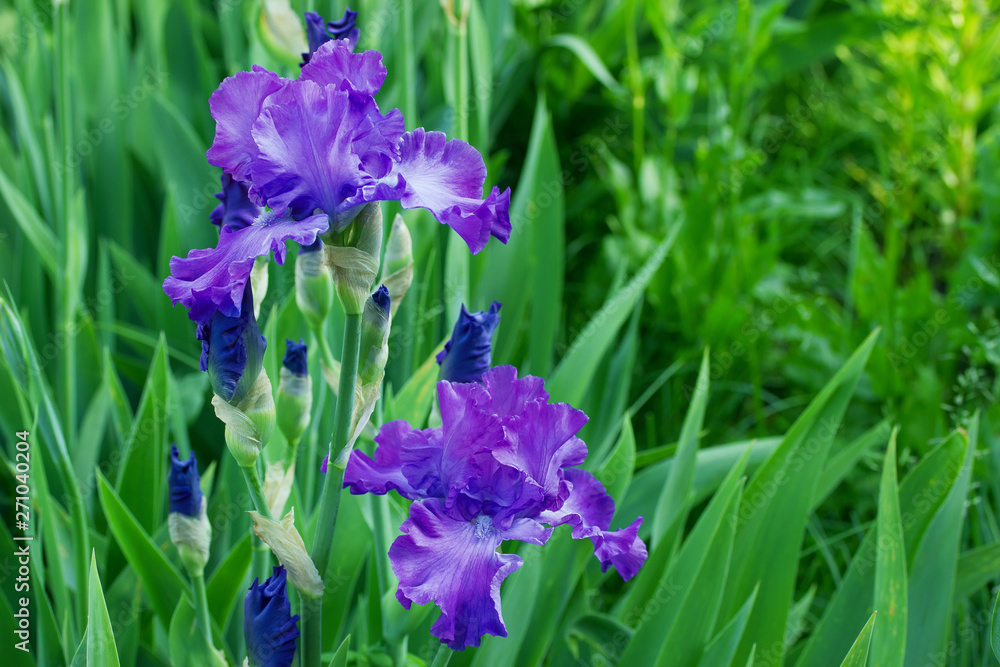 Bright purple spring iris flowers side view