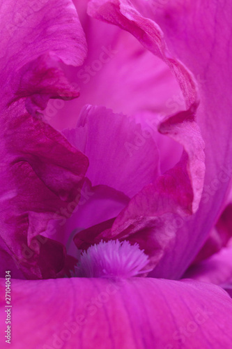 Obraz na plátne Hot pink iris flowers close up view macro