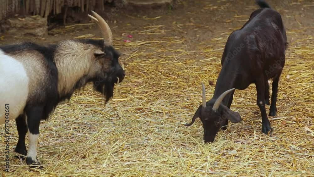 Two cute goats eating straw outdoor at open-air cage of zoo or farm. Two cute goats eating straw outdoor at open-air cage of zoo or farm.
