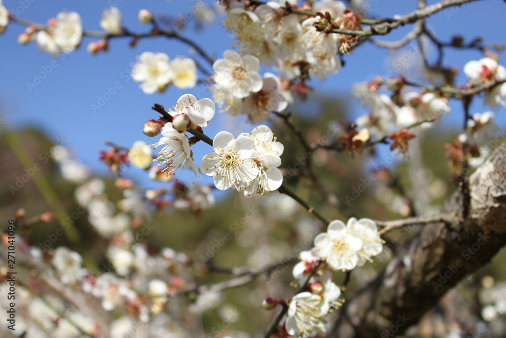 Fototapeta premium cherry tree blossom