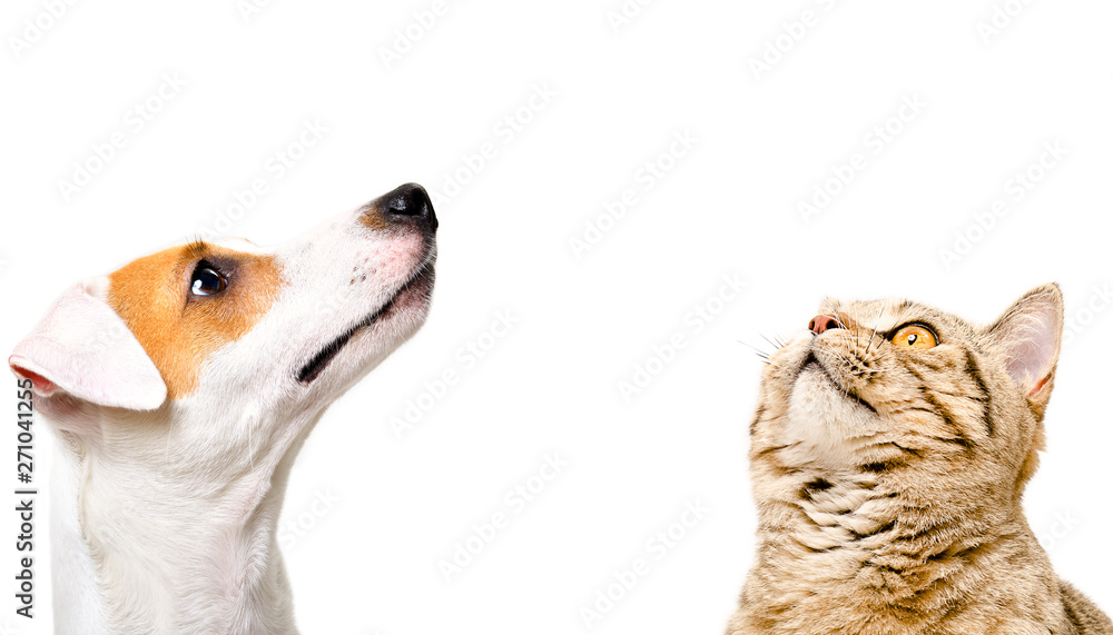 Do Jack Russell Get Along With Cats