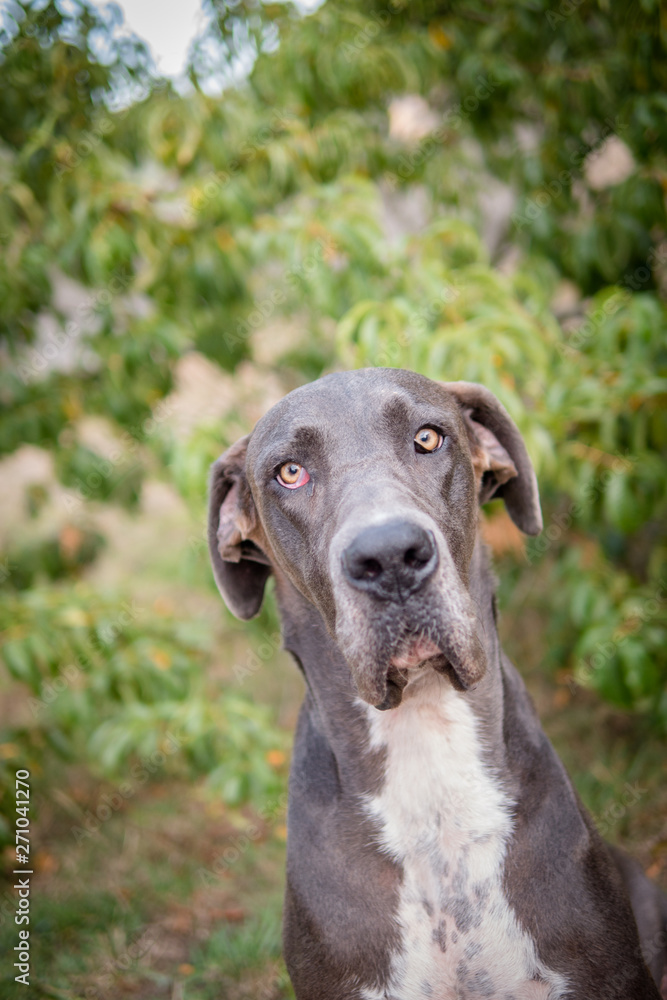 Great Dane staring at the camera Great Dane staring at the camera