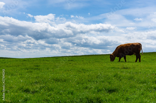 Irish cattle grazing near the famous Cliffs of Moher, Ireland
