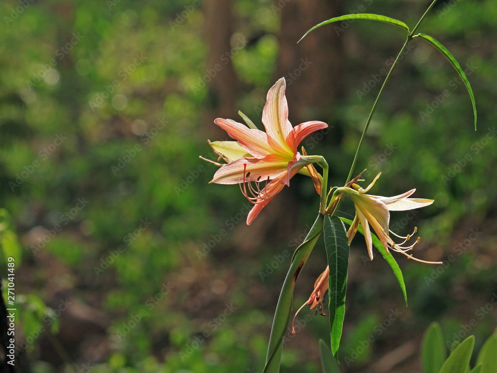 Obraz premium flower