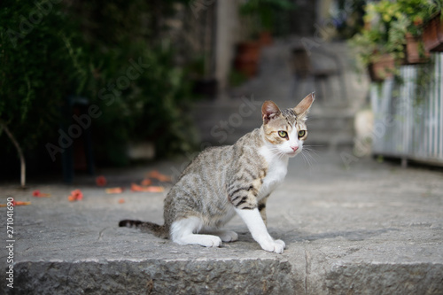 A cat sitting on a stone step on a sunny day, in the street with flowers.
