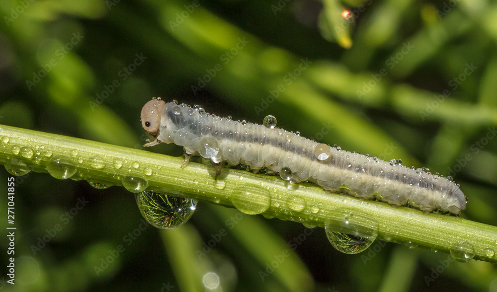 raupe im regen