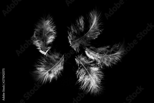 Beautiful abstract color white gray and pink feathers isolated on black background pattern and wallpaper