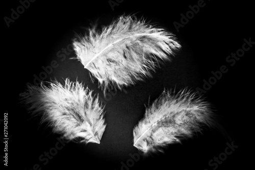 Beautiful abstract color white gray and pink feathers isolated on black background pattern and wallpaper
