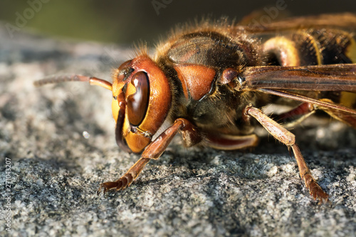 Macro side view of european hornet wasp sitting on a rock