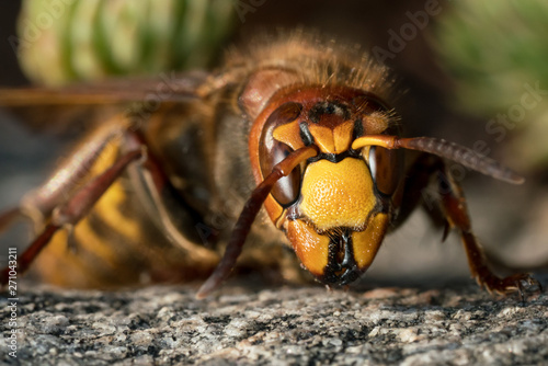 Macro front view of european hornet wasp sitting on a rock