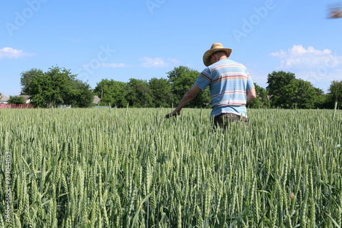 Farmer inspects his wheat field.