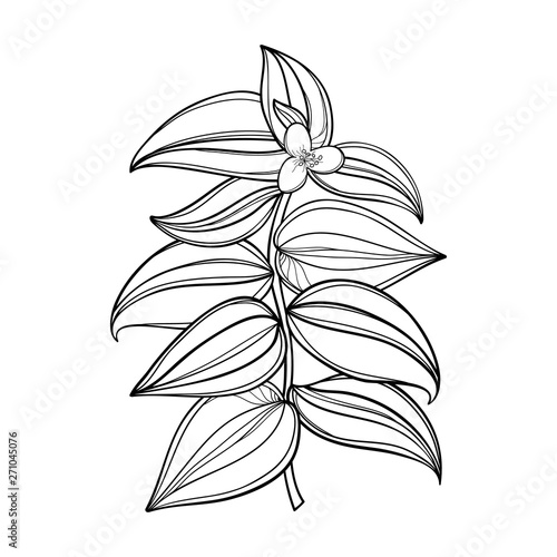 Branch of outline Tradescantia zebrina or Spiderwort flower bunch and leaf in black isolated on white background. 