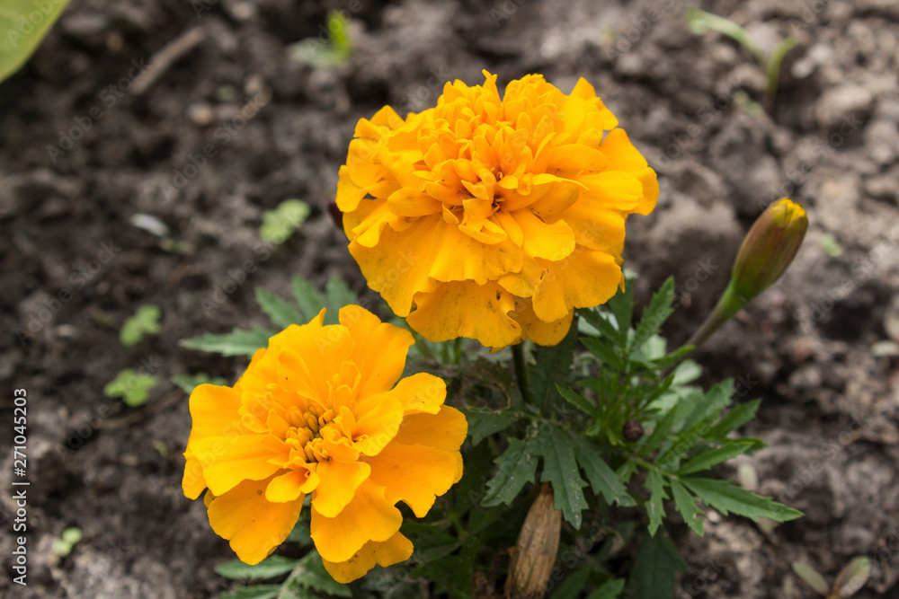 marigold in the garden marigold in the garden