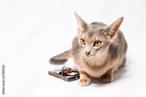 Hard drive disk and young blue abyssinian cat looking ahead 