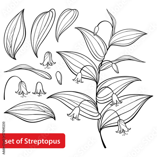 Set with outline Streptopus or rose twisted stalk flower bunch and ornate leaves in black isolated on white background. photo
