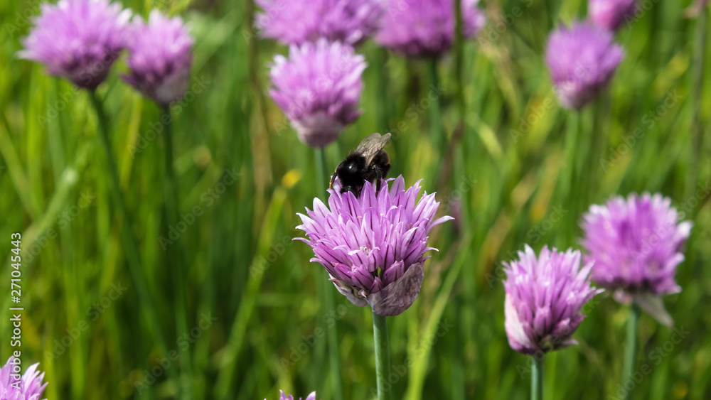 a bee sits on a chive
