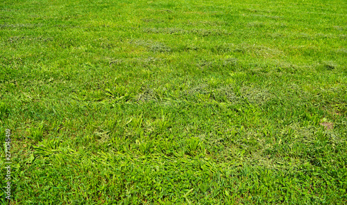 Bright green grass background outdoors in the garden. Textures.