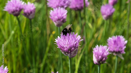 a bee sits on a chive