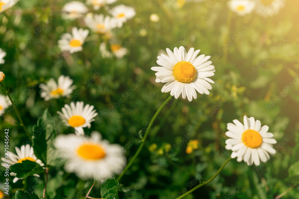Fototapeta premium Daisies on the field at sunset