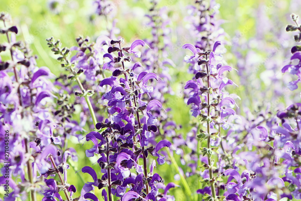 Naklejka premium Close up of spontaneous spring purple and violet wild lupine flowers in a colorful rural field . Nature background, soft focus and blur