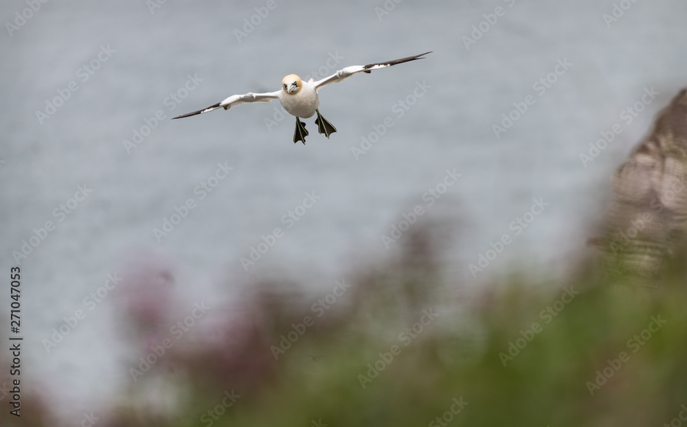 Gannet in Flight, Bempton Cliffs, Yorkshire Gannet in Flight, Bempton Cliffs, Yorkshire