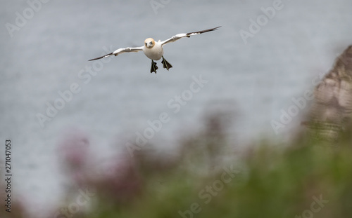 Gannet in Flight  Bempton Cliffs  Yorkshire
