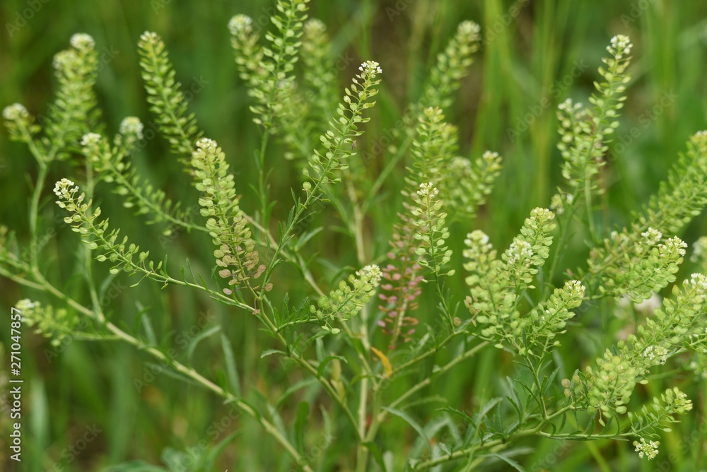 Lepidium virginicum is a weed with blooming white flowers.