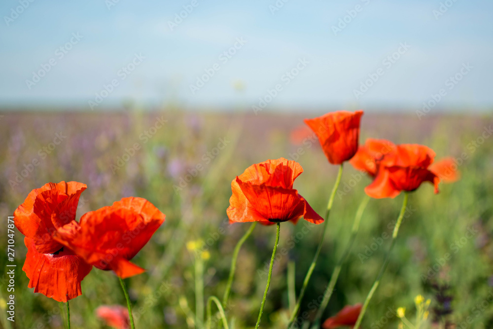 red poppies in a field