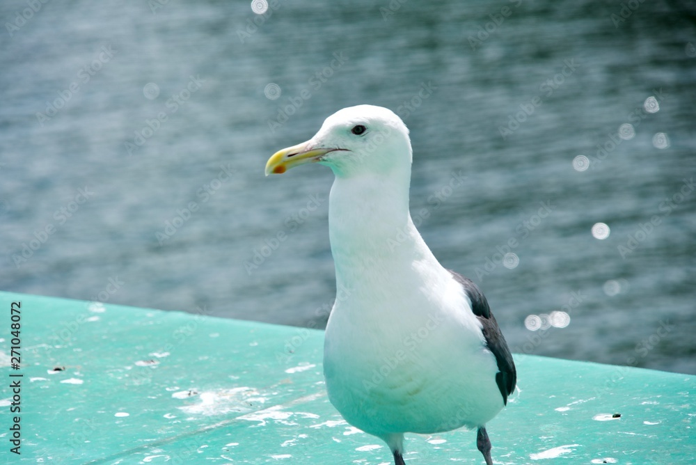 カモメ カモメ