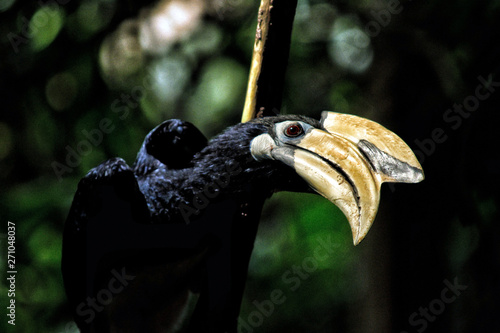 A single Hornbill bird (Anthracoceros_albirostris) at Singapore Botanic Gardens, Singapore photo