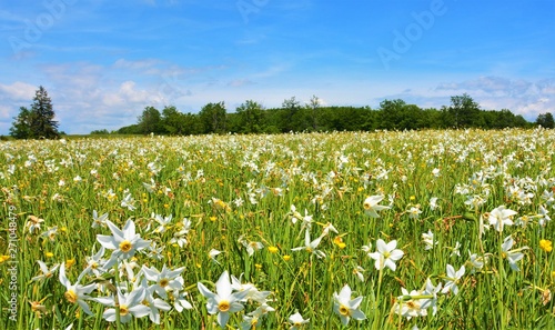 A meadow with wild daffodils