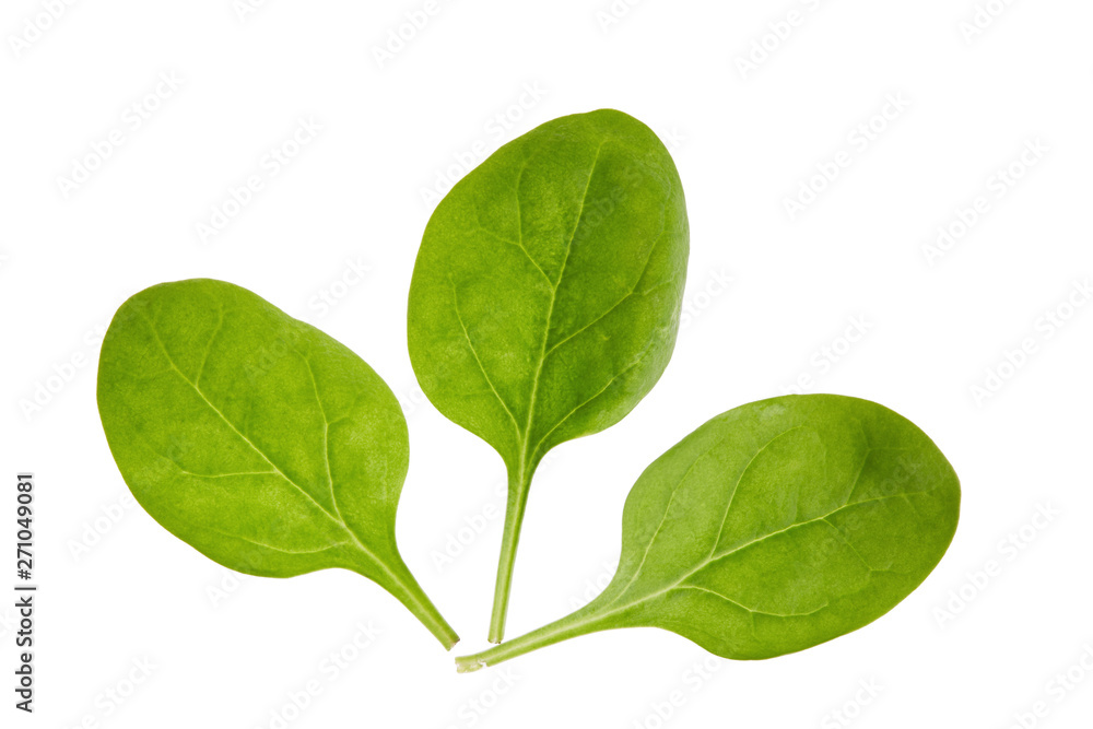 Three spinach leaves on a white background Three spinach leaves on a white background