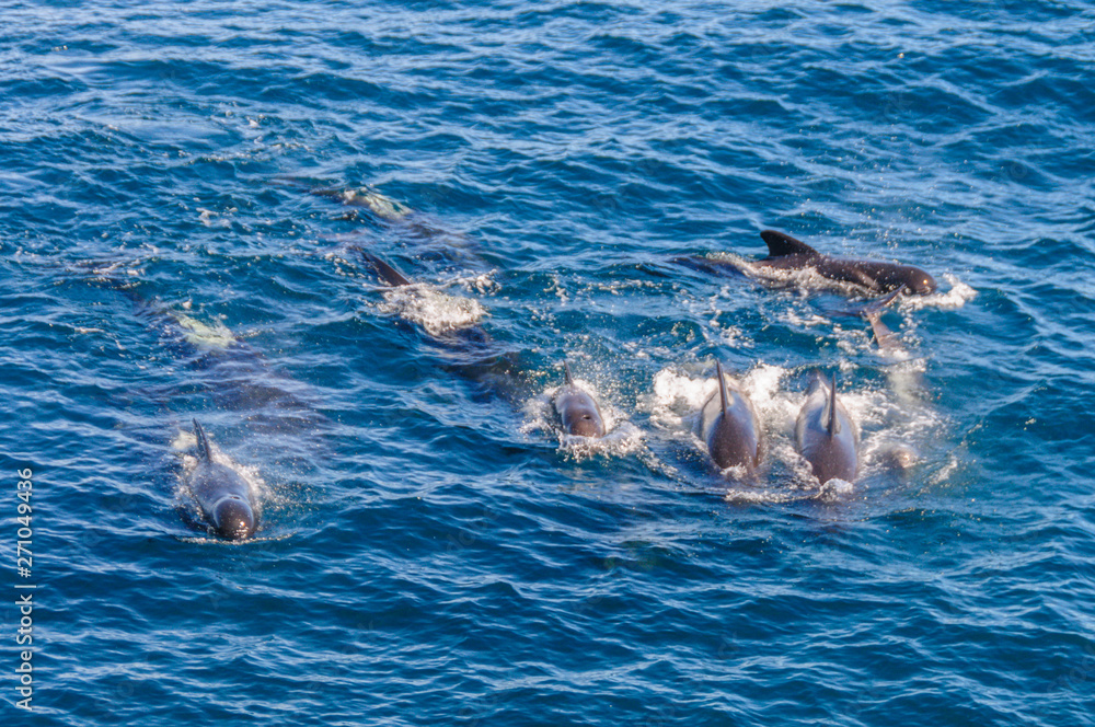 Fototapeta premium A group of Long-Finned Pilot Whales -Globicephala melas- swimming in the South Atlantic Ocean, near the Falkland Islands