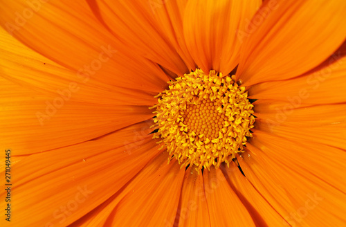 Orange summer flower close up