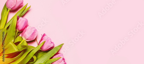 Pink tulips and mimosa flowers on pink background.