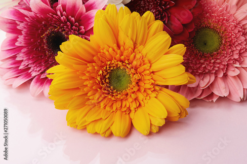 Gerberas of pink and yellow close-up