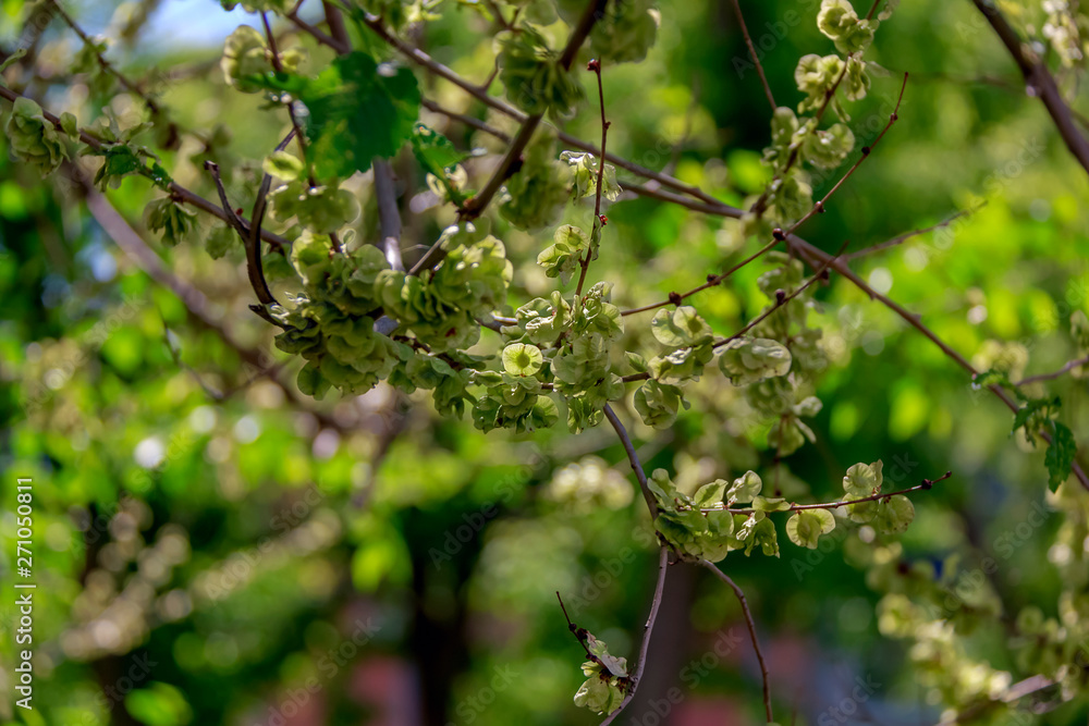 green leaves of a tree in spring green leaves of a tree in spring