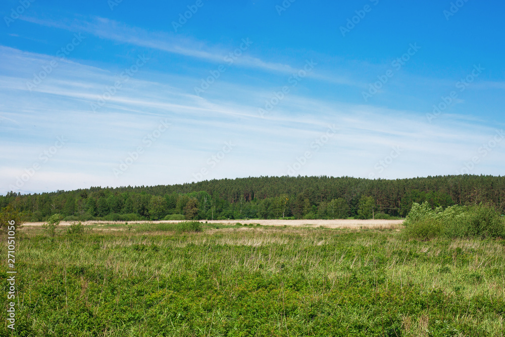 Fototapeta premium Sunny summer landscape. Blue sky, green field and forest background.