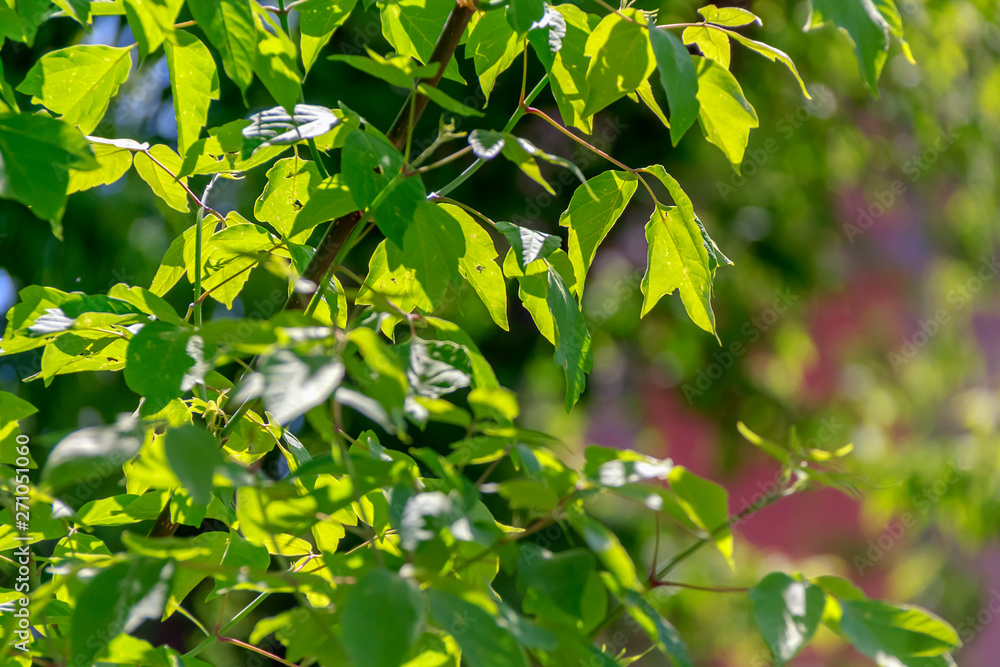 Obraz premium green leaves of tree in spring