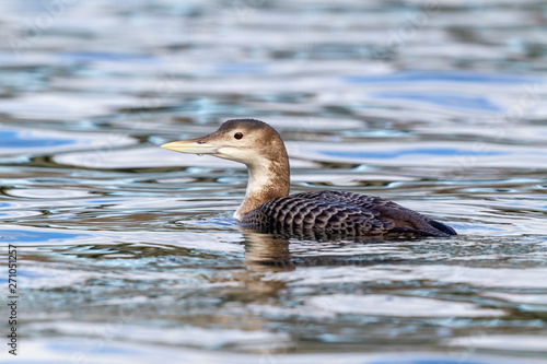 Gelbschnabeltaucher im Fluss photo