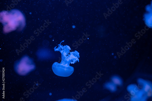 Marble Jellyfish Lychnorhiza Lucerna on blue background