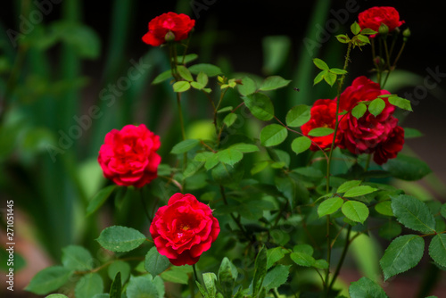 Garden with bushes of very beautiful and fragrant red roses