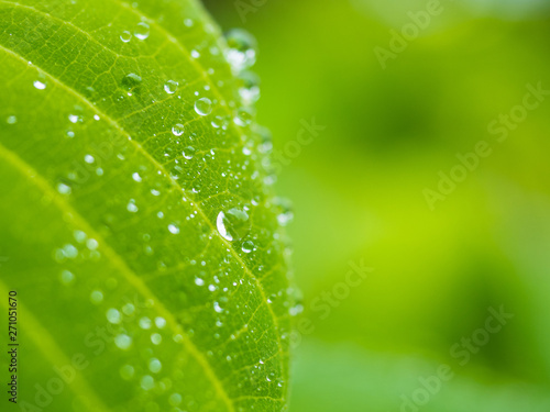 Dew on leaf and green nature background with copyspace.