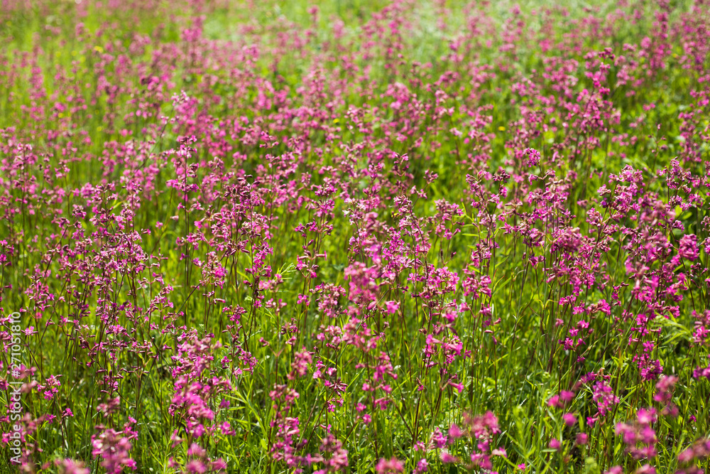 Beautiful glade overgrown with red flowers Smolka background Beautiful glade overgrown with red flowers Smolka background
