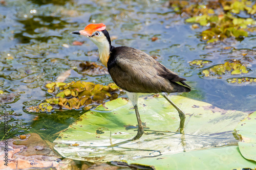 Beautiful Comb-crested Jacana on floating leaf, Kakadu Park, Australia