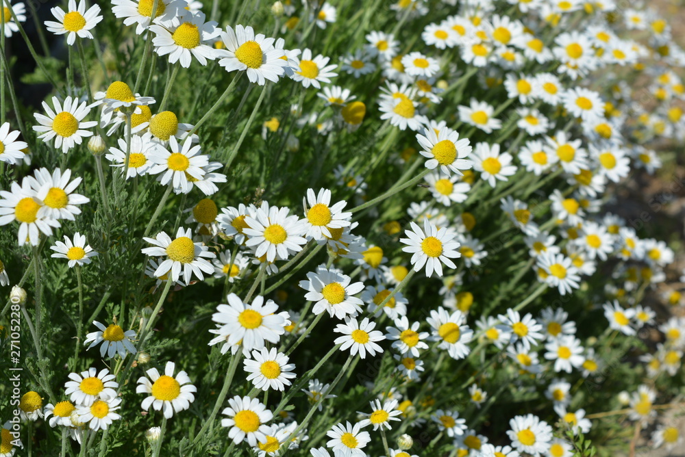 Very bright photos with cheerful blooming flowers and moods. Bright and colorful medicinal daisies, wild daisies in nature. Very bright photos with cheerful blooming flowers and moods. Bright and colorful medicinal daisies, wild daisies in nature.