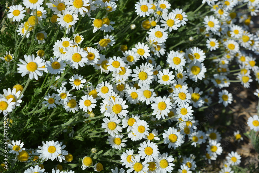 Very bright photos with cheerful blooming flowers and moods. Bright and colorful medicinal daisies, wild daisies in nature. Very bright photos with cheerful blooming flowers and moods. Bright and colorful medicinal daisies, wild daisies in nature.