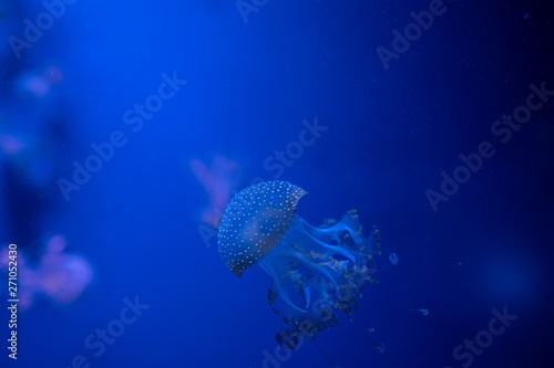 phyllorhiza punctata jellyfish floats in deep blue water photo