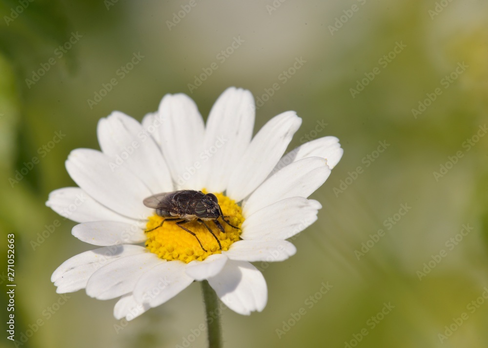 Locust Blowfly (Stomorhina lunata), Crete Locust Blowfly (Stomorhina lunata), Crete